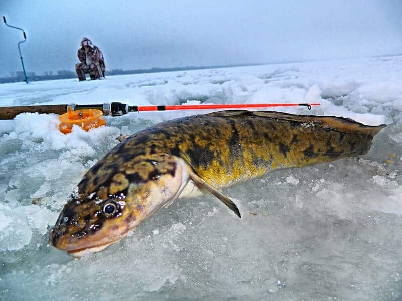 Рыбалка на налима зимой: как ловить на стукалку, на удочку, на перемет, донку, блесны и балансиры