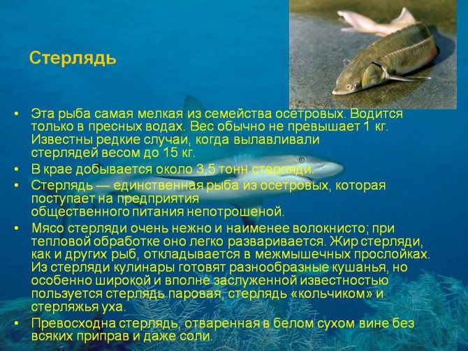 Сом: описание рыбы, места обитания, виды, что ест