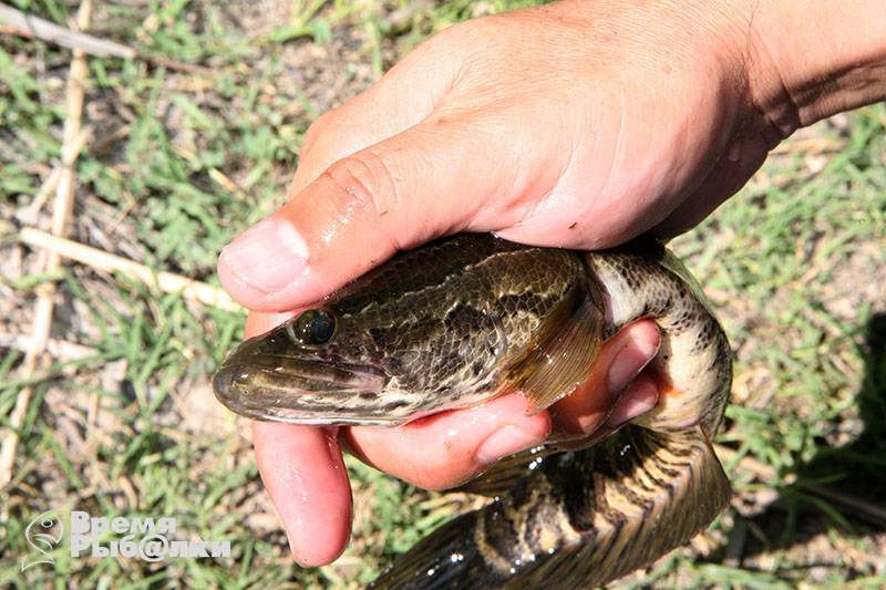 Змееголов: где обитает, внешние особенности и размножение змееголовой рыбы