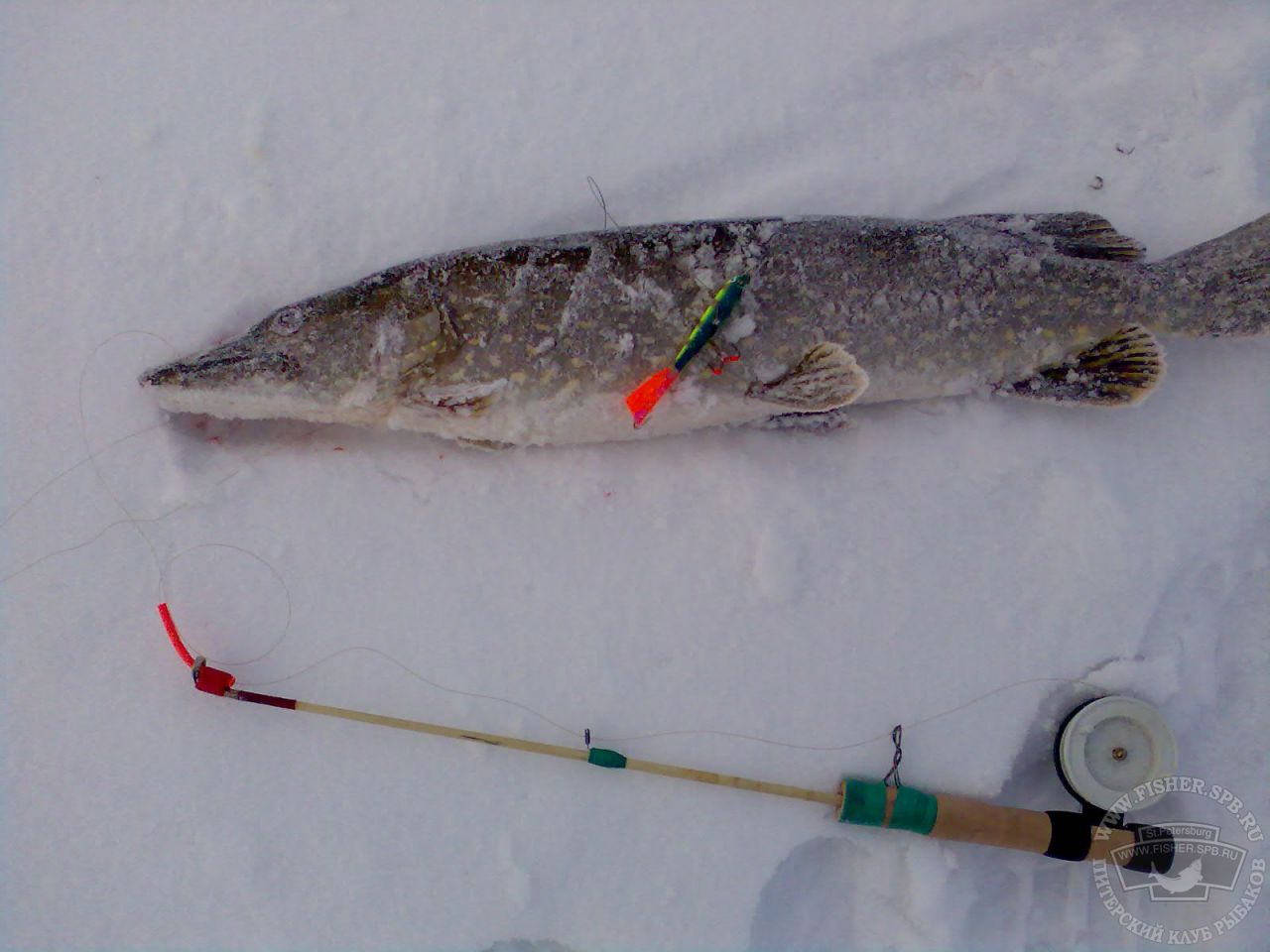 Ловля судака на ратлины зимой: техника ловли, лучшие модели ратлингов