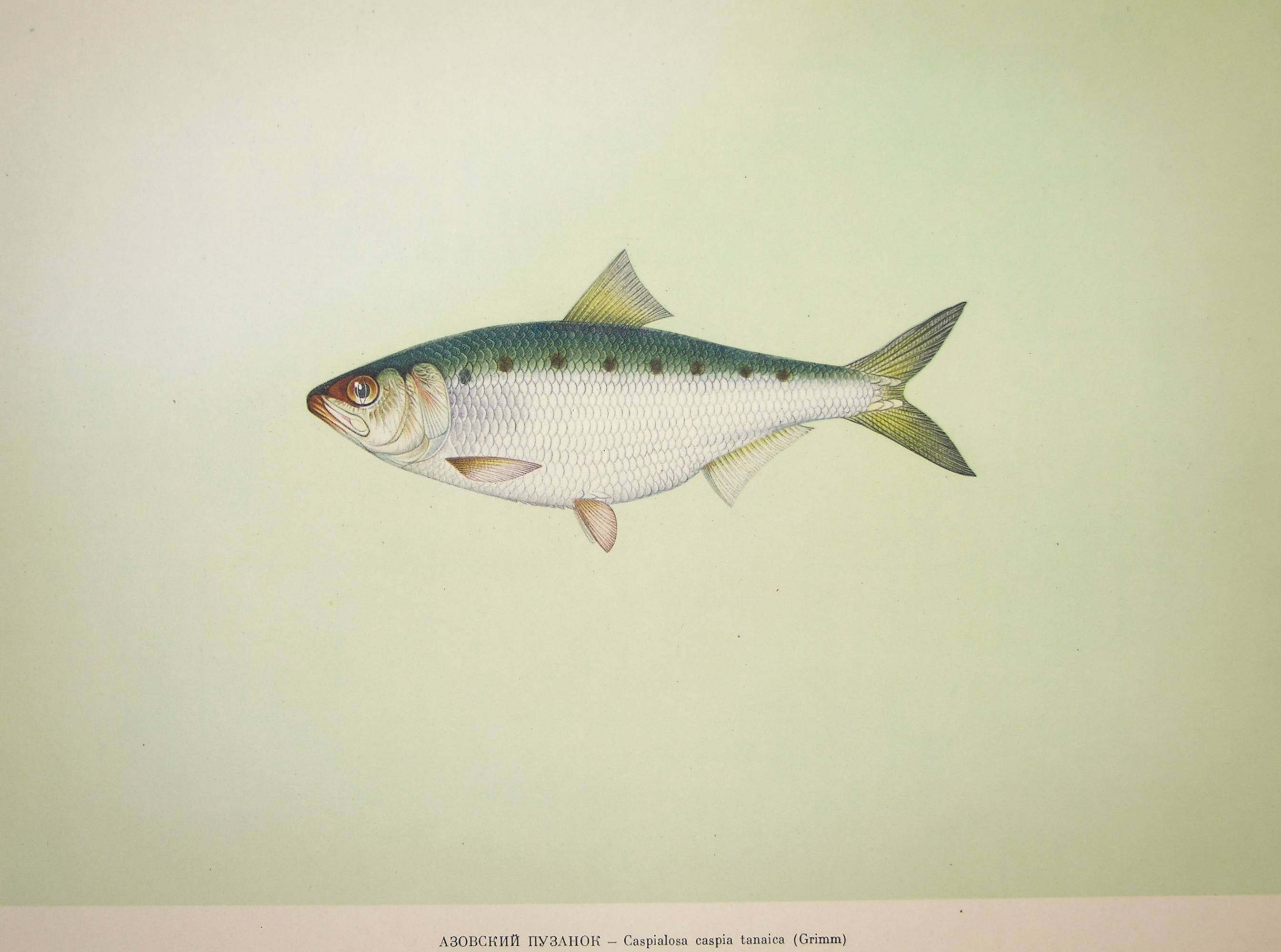 Рыба «зубан» фото и описание