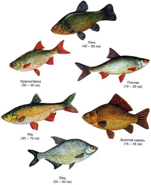 Морская рыба: польза и вред для человека, разнообразие видов, отличия от речной