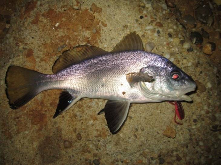 Горбыль полосатый фото и описание – каталог рыб, смотреть онлайн