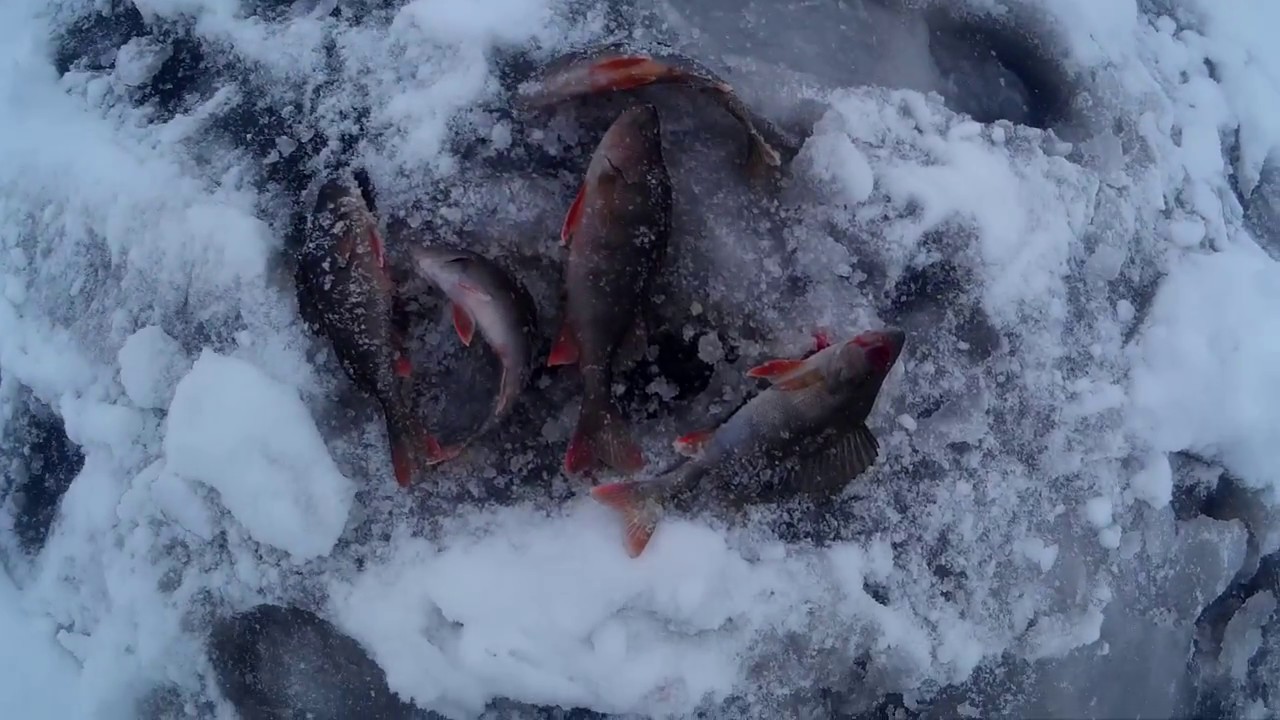 Ловля щуки на жерлицы по первому льду: поиск и тактика установки