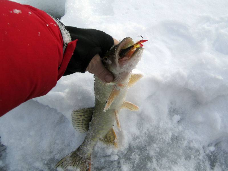 Ловля щуки на жерлицы зимой от а до я - читайте на сatcher.fish