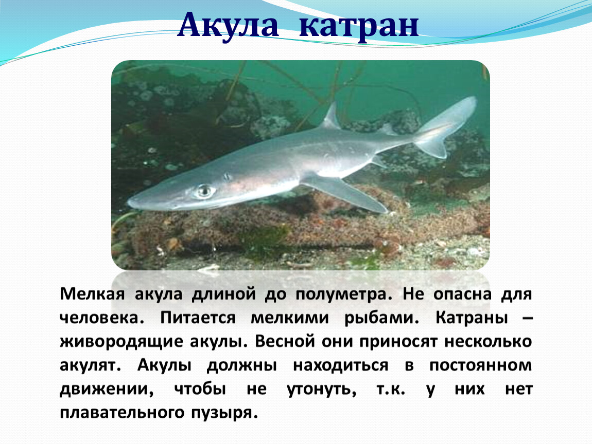 Катран — черноморская акула