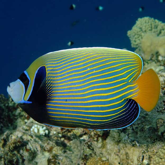 Самые красивые обитатели тропических морей. моллюск голубой ангел - рыбы