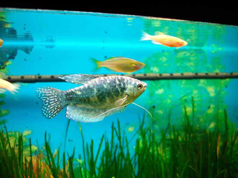 Гурами мраморный: фото самки и самца, содержание, разведение, совместимость в аквариуме :: syl.ru