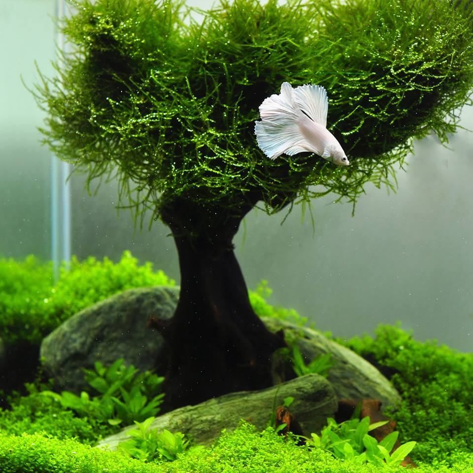 Яванский мох в аквариуме: содержание, как посадить и вырастить
