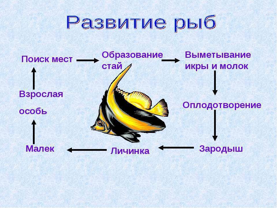 Рисунок развития рыбы