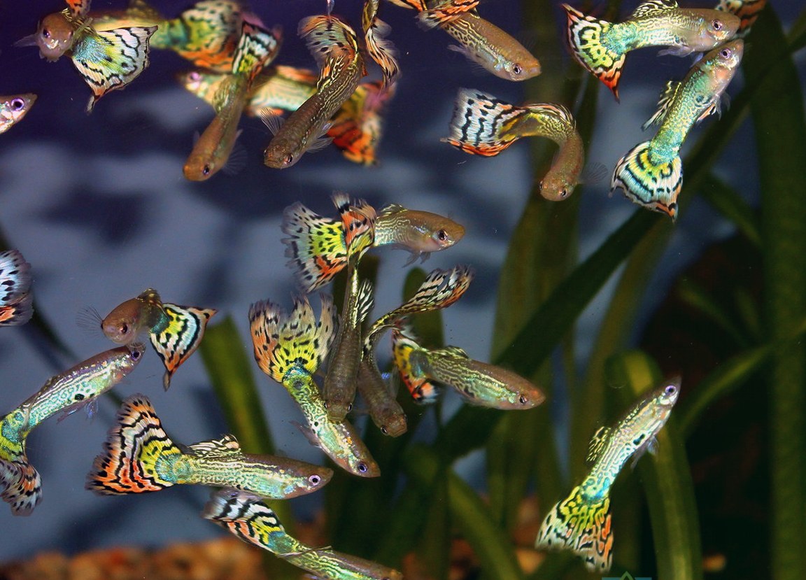 Гуппи: правила ухода за самой распространенной аквариумной рыбкой