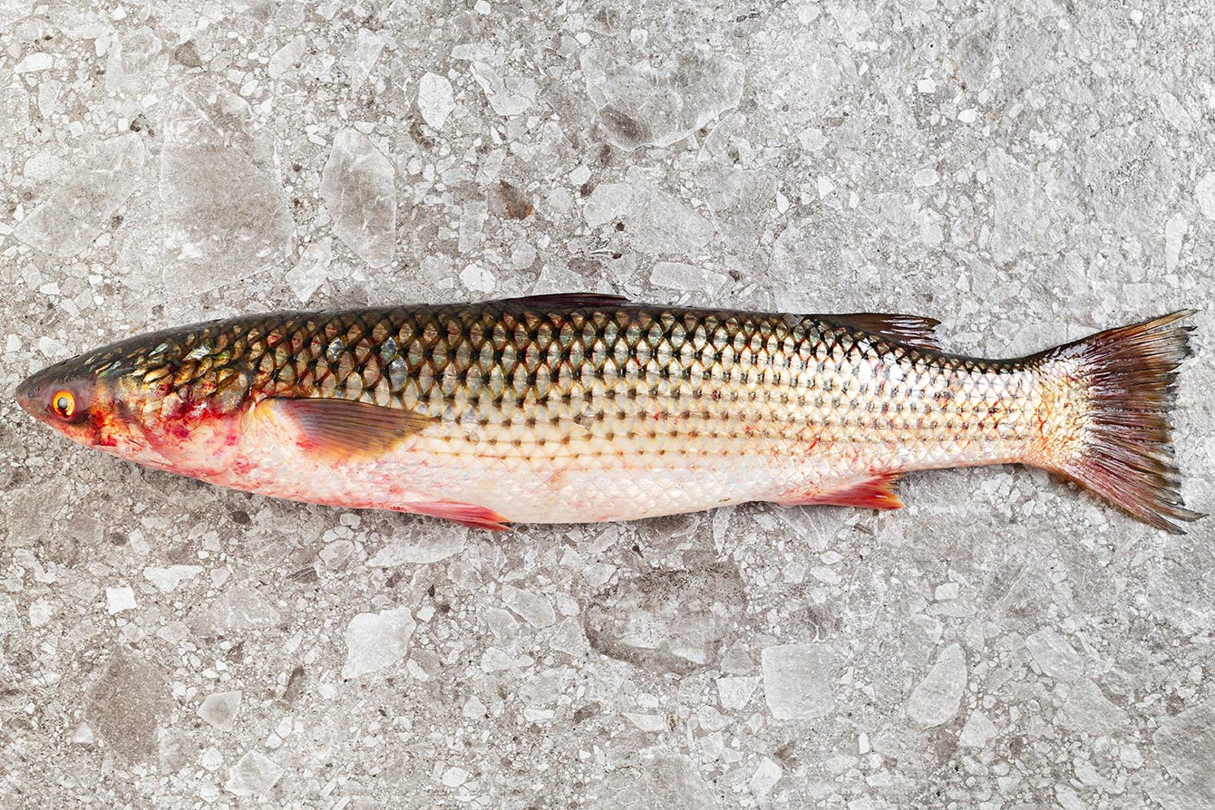 Пеленгас что за рыба, где обитает и какие особенности