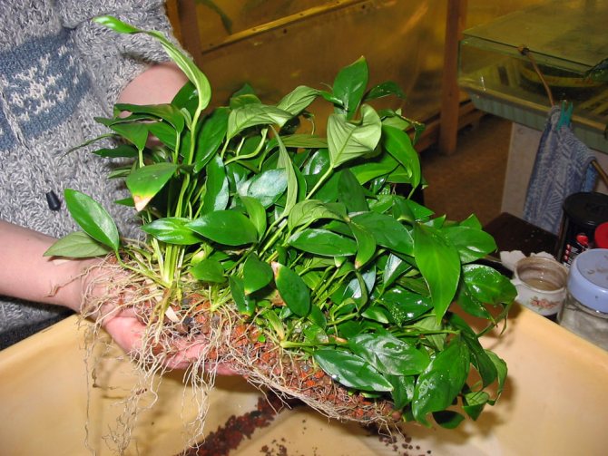 Растение аквариумное анубиас: виды,содержание и размножение