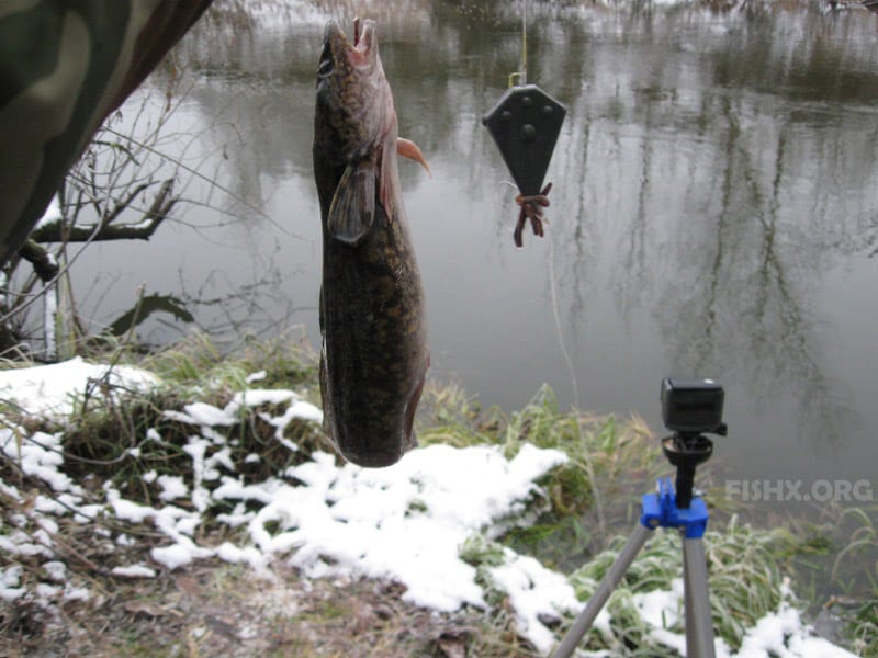 Зимняя рыбалка на налима с соблюдением закона и сроков запрета
