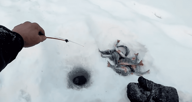 Ходовые мормышки на плотву зимой и техника ловли