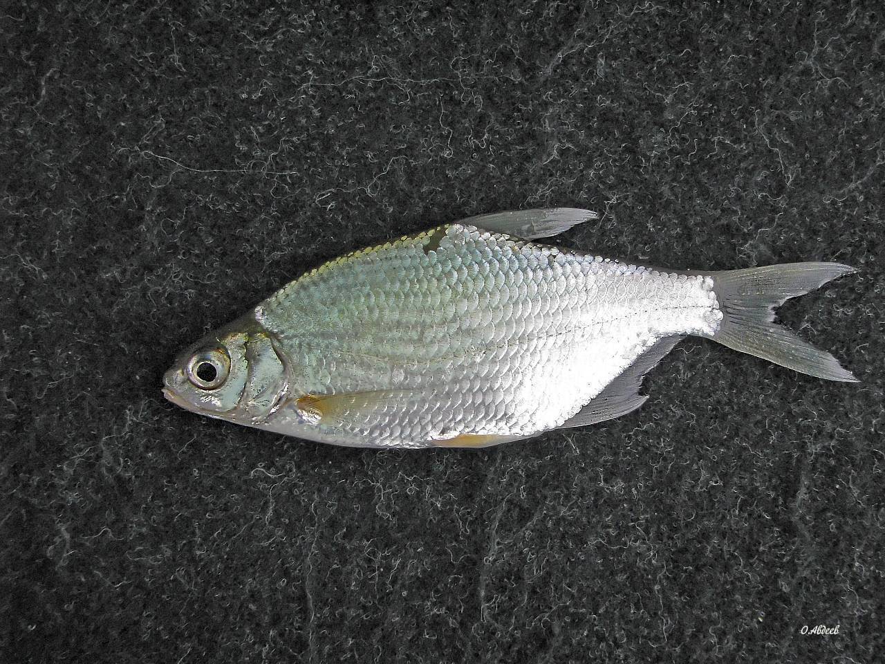 Рыба «Белоглазка» фото и описание