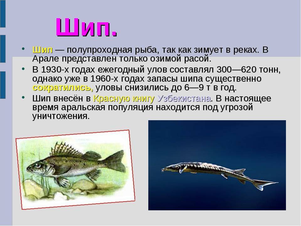 Рыба шип фото и описание