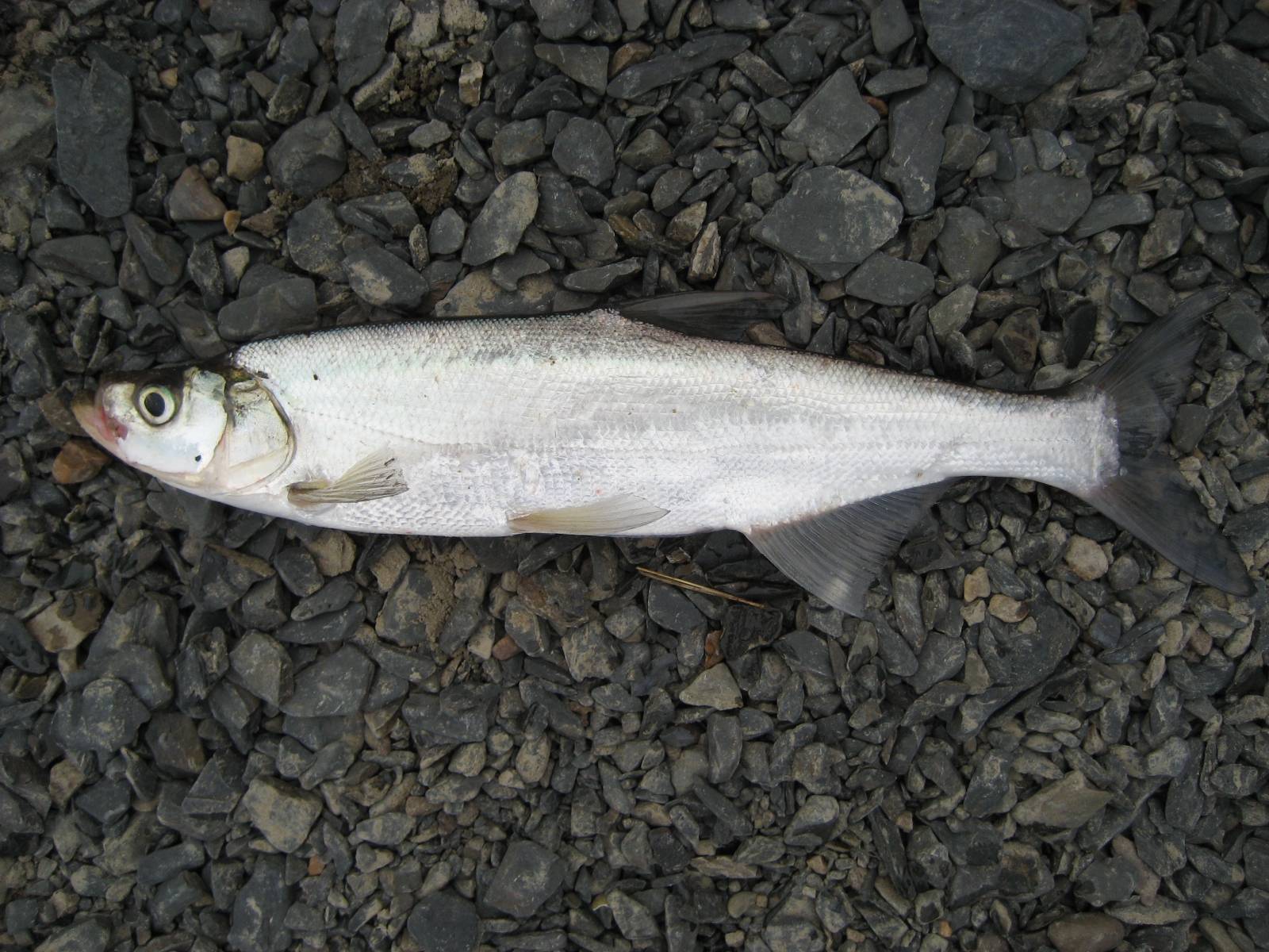 Севрюга фото и описание – каталог рыб, смотреть онлайн
