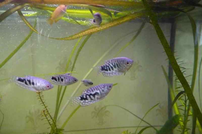 Гурами рыбка. особенности, питание и содержание гурами в аквариуме | животный мир