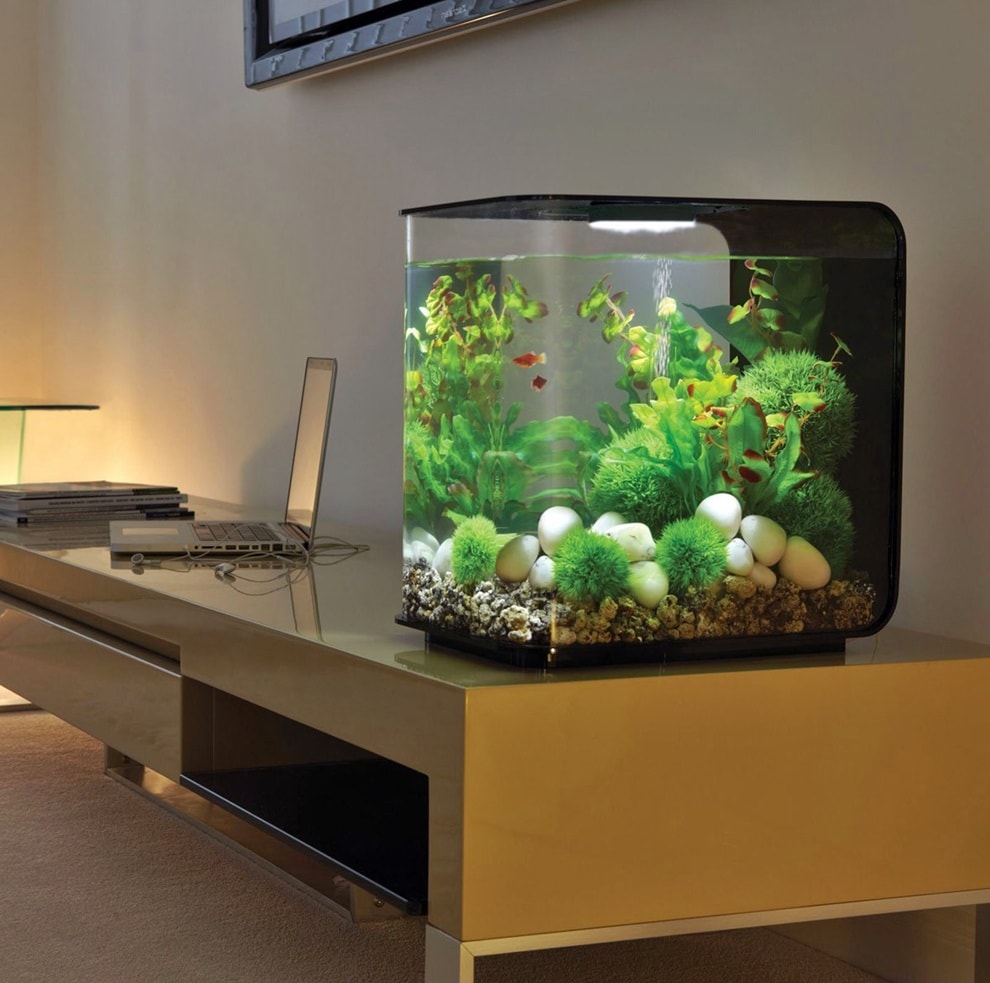Как правильно выбрать аквариум для дома: их виды и аксессуары к ним