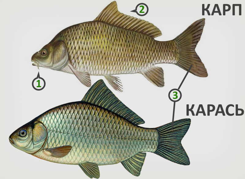 Чем отличается карп от сазана? 16 фото в чем разница? основные отличия. что вкуснее?