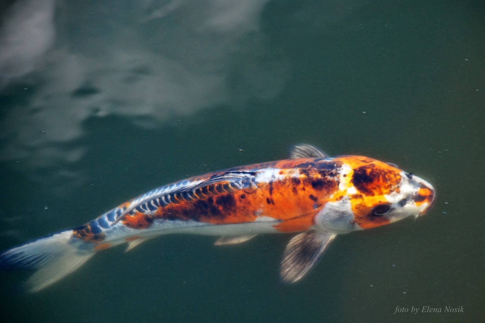 Рыба «Карп японский кои» фото и описание