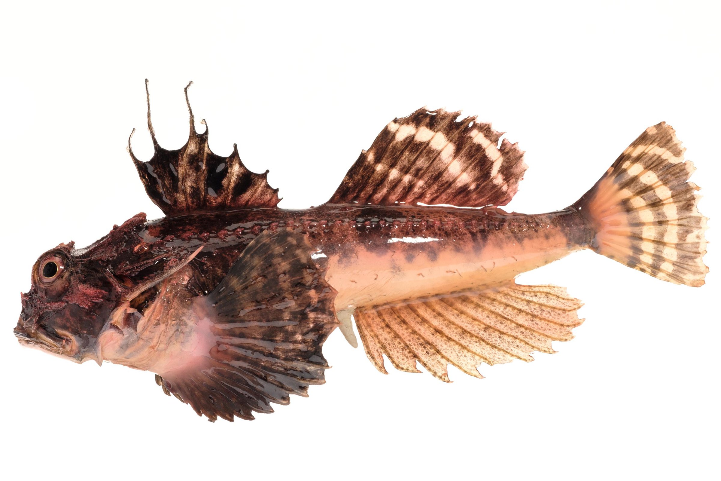 Рыба «барабуля» фото и описание