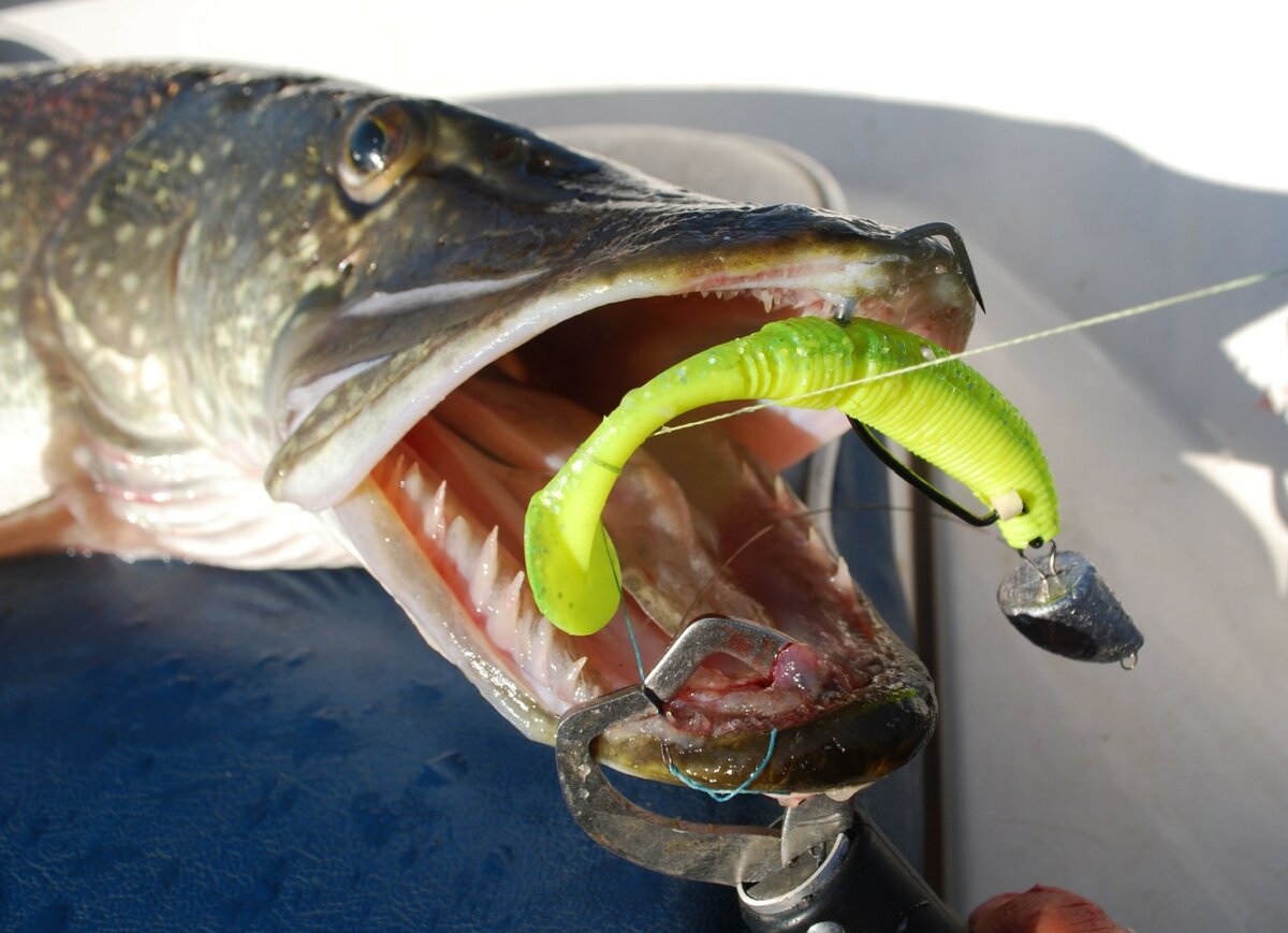 Съедобная резина для рыбалки: виды приманки и топ 10 лучших фирм