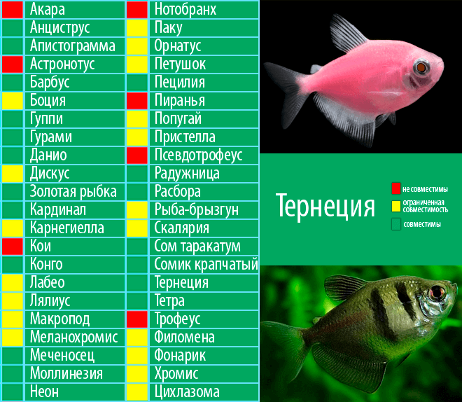 Рыбки-хищники скалярии: обсуждаем совместимость с другими рыбками и разновидностями скалярий - твой питомец