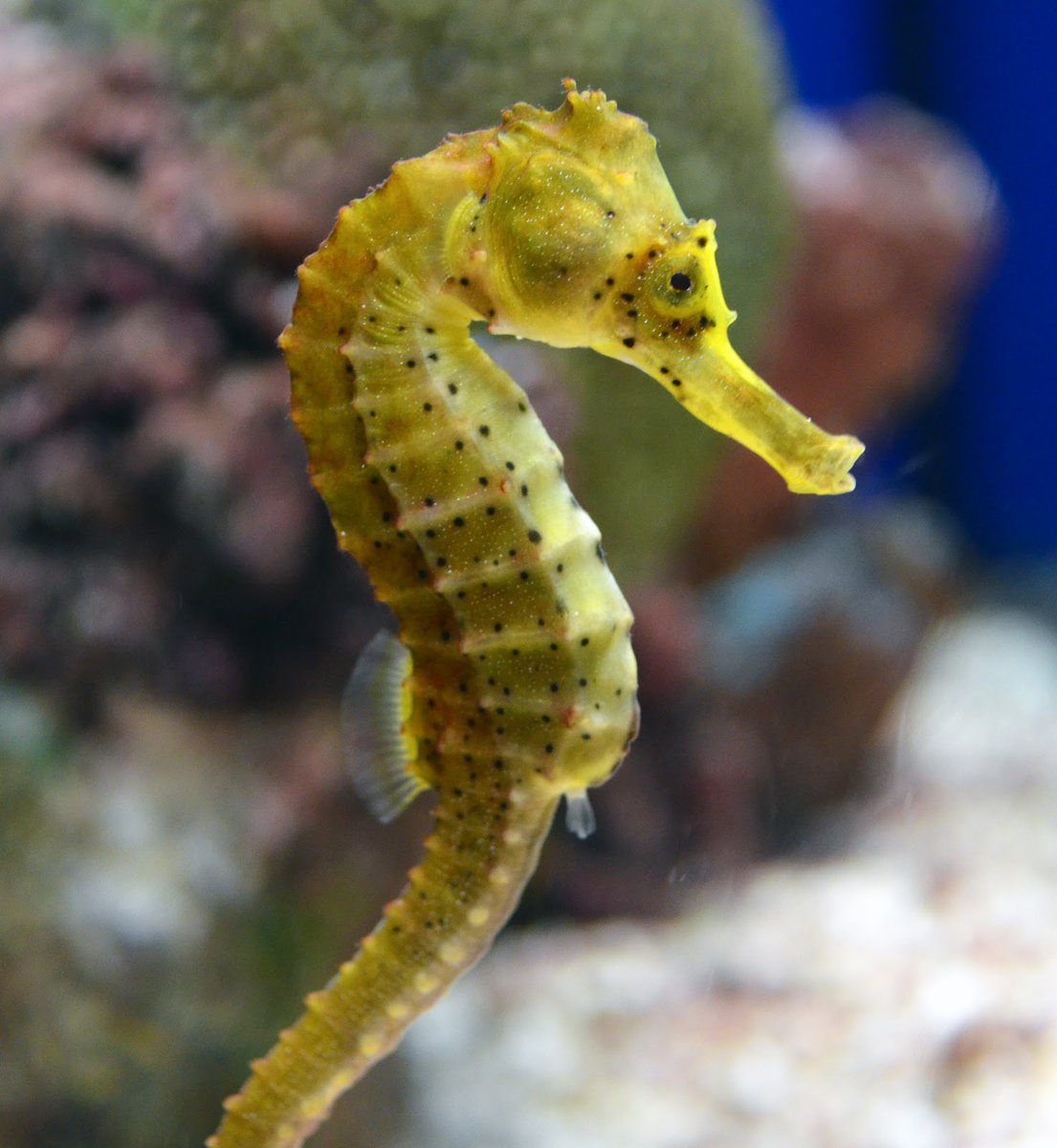 Морской конек - уход и содержание в аквариуме