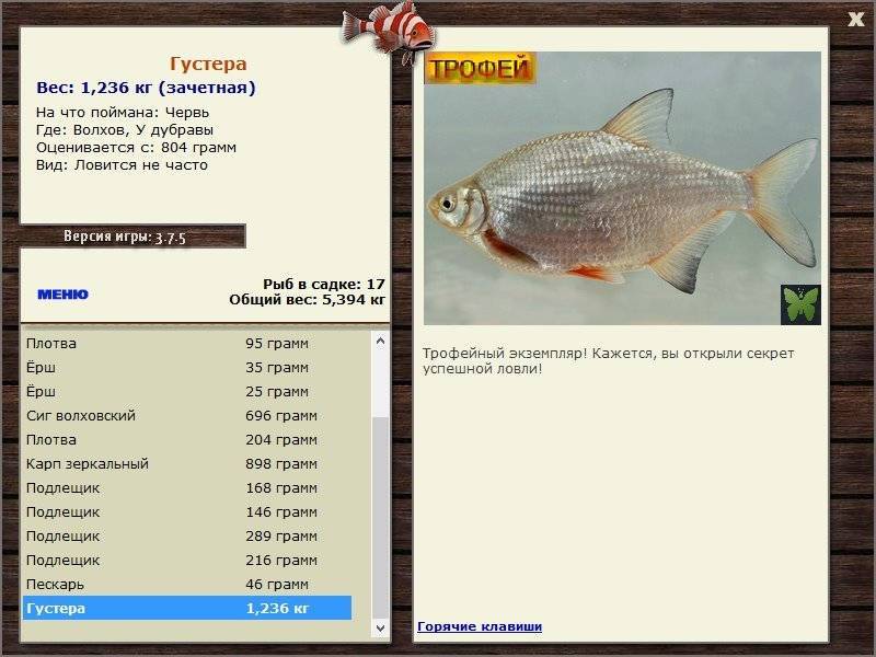 Рыба густера: фото и описание, как выглядит, а также на что ловить летом, как сделать летнюю удочку для ловли, где водится в водоеме, на что клюет?