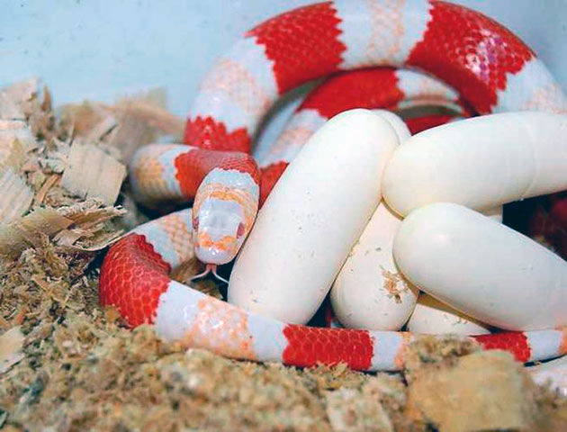 Королевская молочная змея кэмпбелла | мир животных и растений