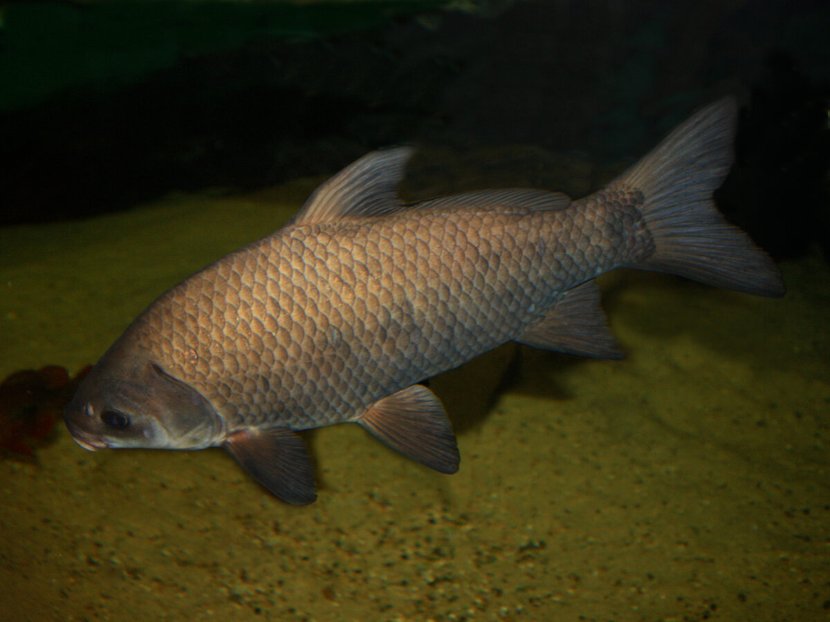 Буффало: фото, чем отличается от других рыб, от карася, в чём их разница и ...