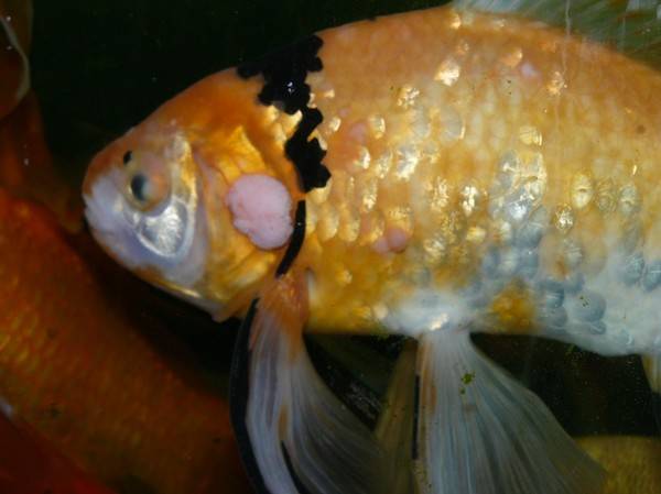 Почему рыбки выпрыгивают из аквариума?