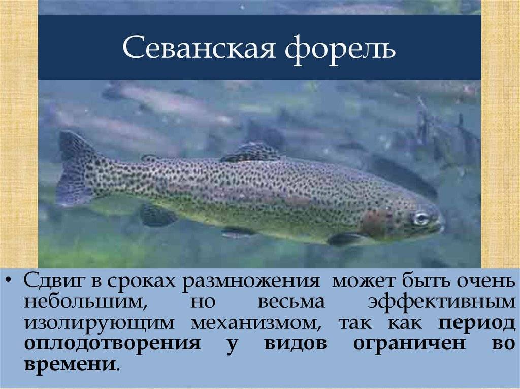 Рыба «Форель севанская» фото и описание