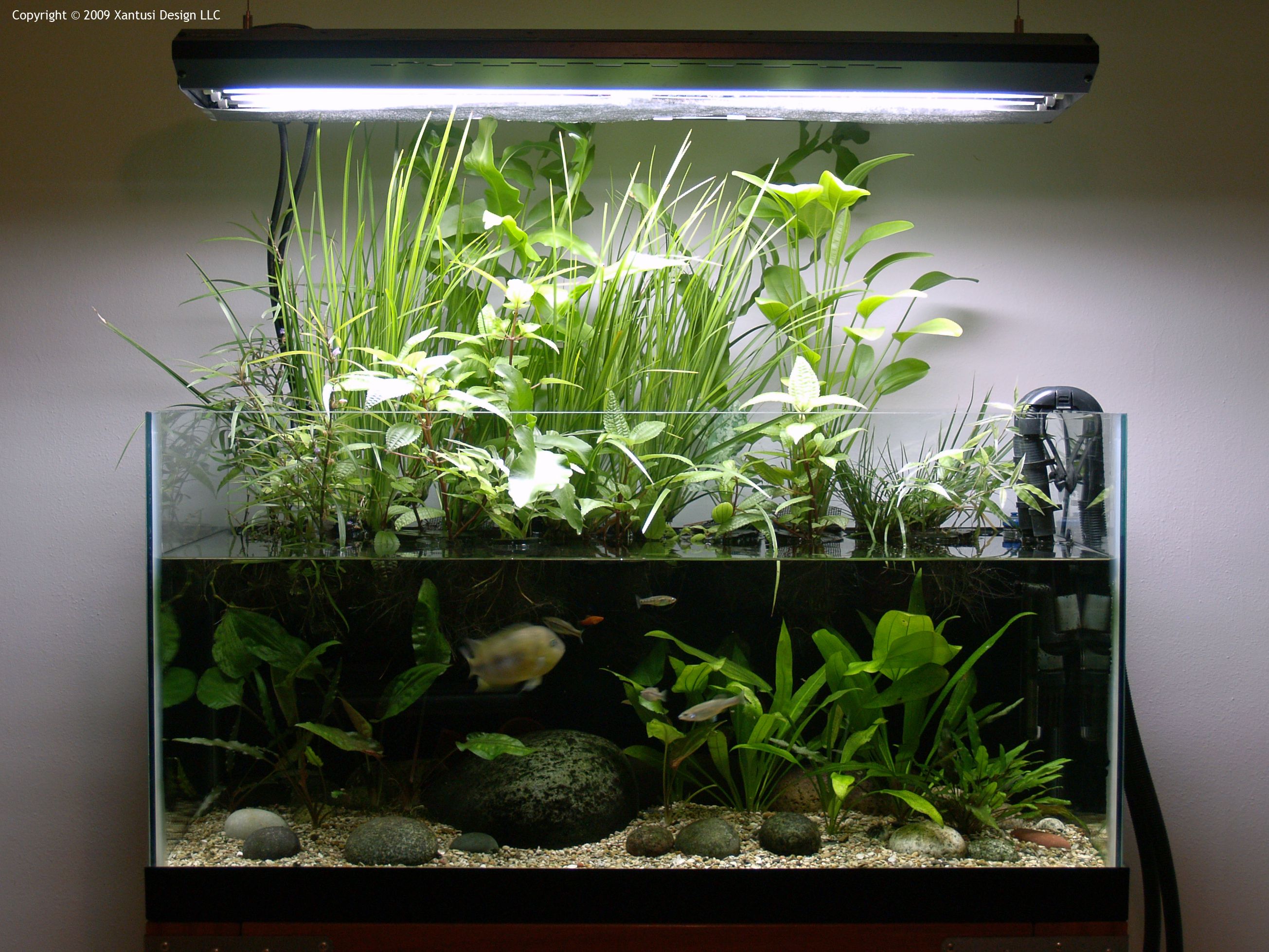 Как сажать растения в аквариуме: правильно посадить живые водоросли в грунт, чтобы не всплывали, фото