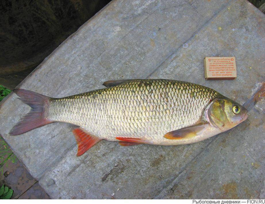Снеток фото и описание – каталог рыб, смотреть онлайн