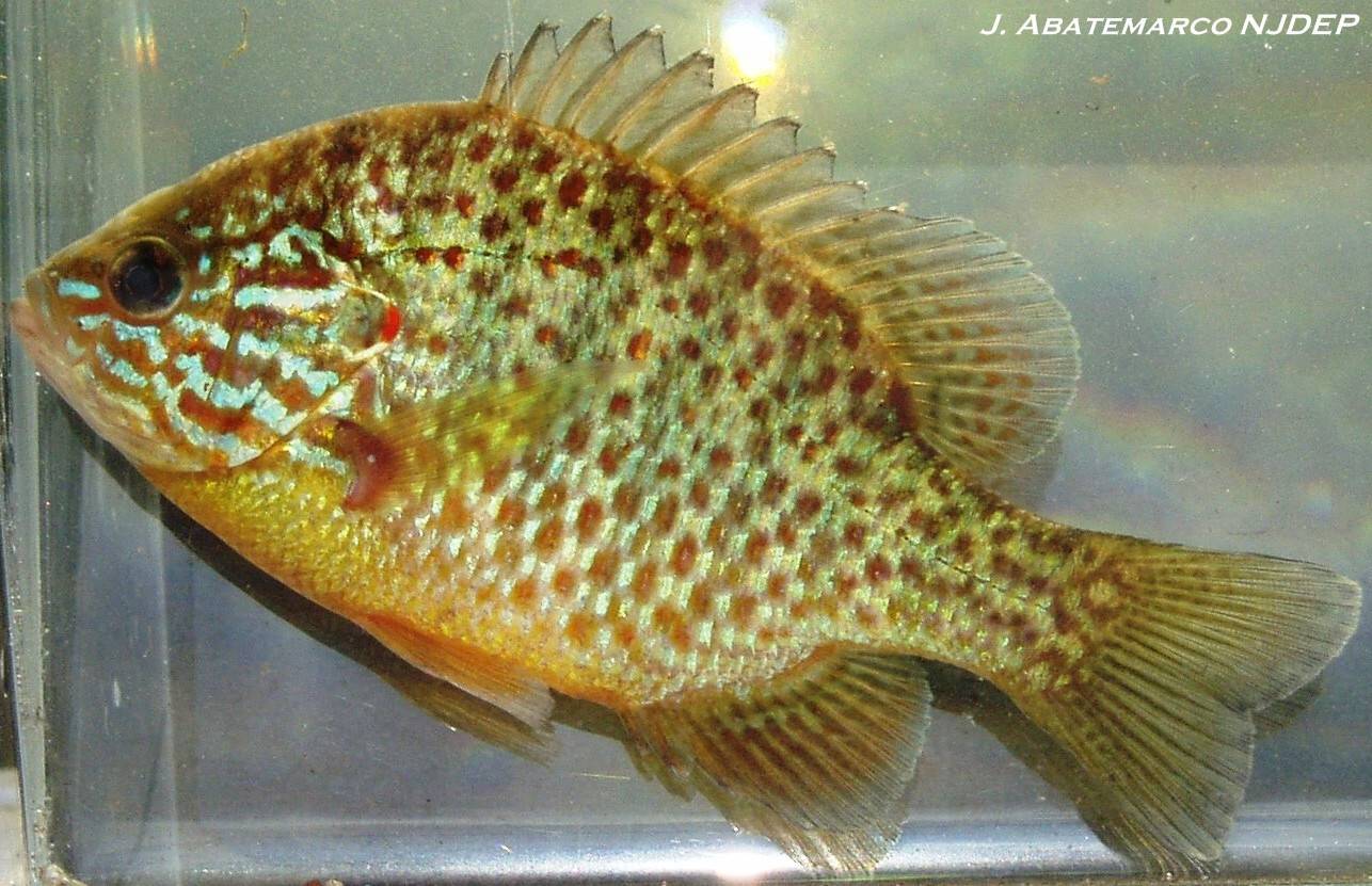Рыба «Окунь солнечный красноухий» фото и описание