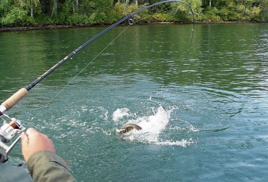 Ловля леща на спиннинг: хитрости оснащения, тактика и техника рыбалки.