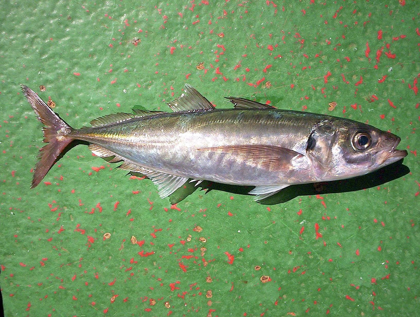 Ставриды. фото рыбы ставриды, описание