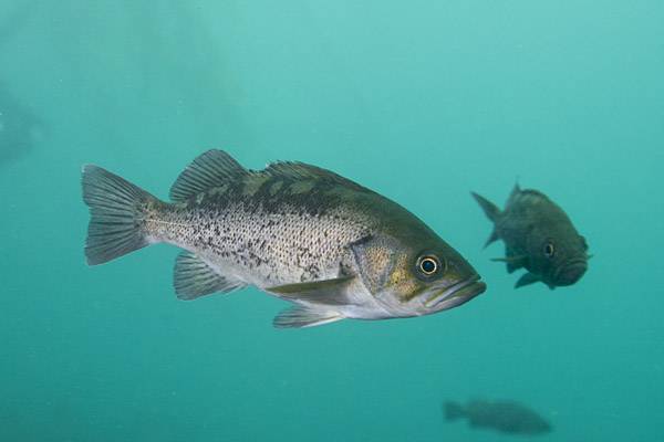 Окунь солнечный оранжевый длинноухий фото и описание – каталог рыб, смотреть онлайн
