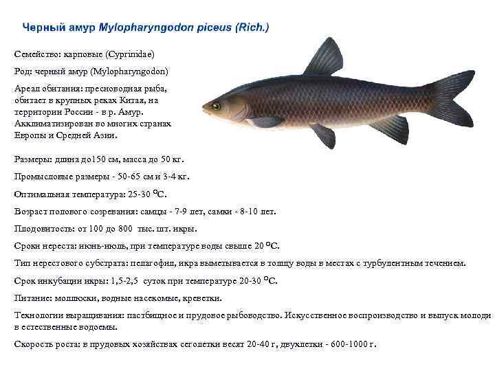 Горчак рыба - фото и описание, нерест и межвидовые отношения, ловля