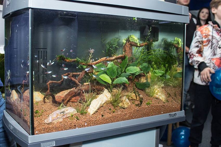Аквариум для начинающих : что нужно для аквариума, как выбрать аквариум, оборудование для аквариума