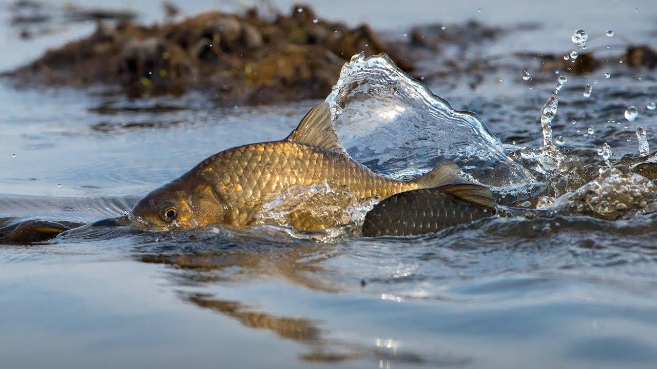 Какая рыба умирает после метания икры. почему рыба погибает после нереста