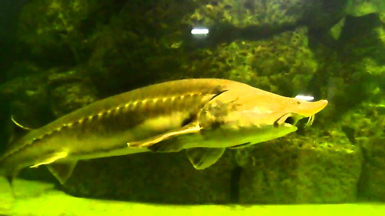 Рыба калуга