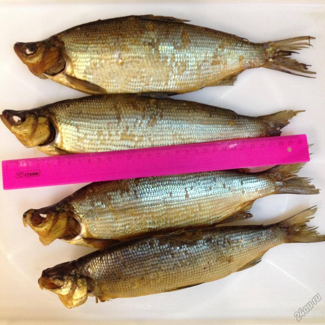 Нельма фото и описание – каталог рыб, смотреть онлайн