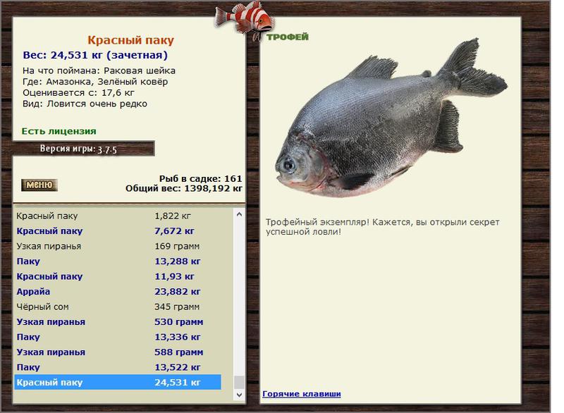 Оранда: виды рыбки, фото, содержание в аквариуме