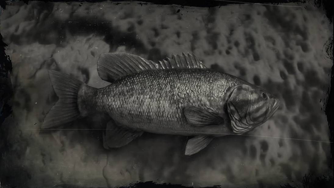Лаврак фото и описание – каталог рыб, смотреть онлайн