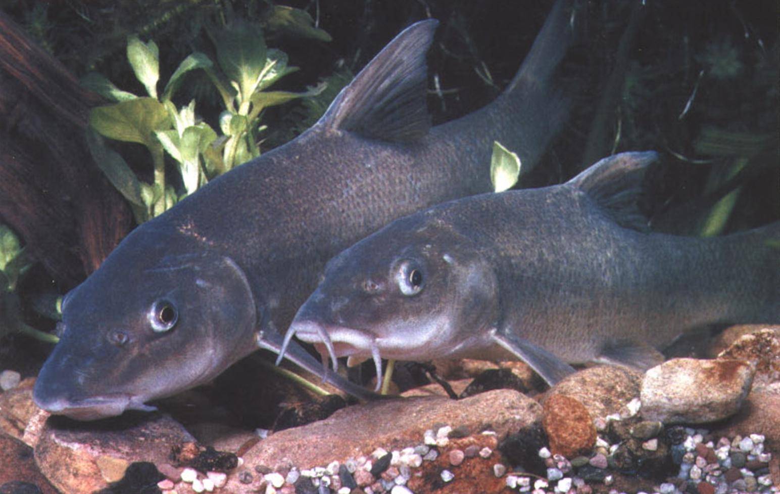 Рыба усач обыкновенный: описание вида с фото и местами обитания
