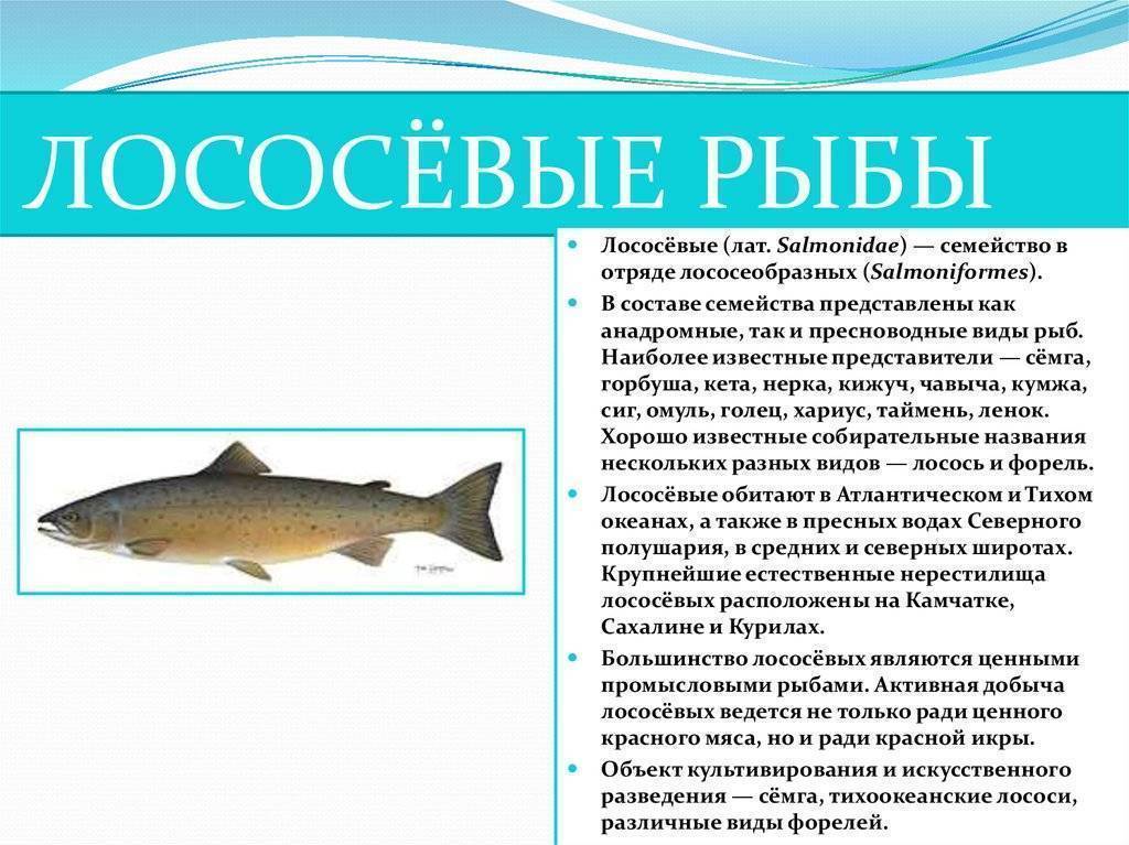 Рыба-капля – фото, описание, ареал, рацион, враги, популяция